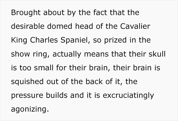 Veterinarian Goes To TikTok To Explain The Deal With Norway Banning The Breeding Of English Bulldogs And Cavalier King Charles Spaniels Veterinarian Goes To TikTok To Explain The Deal With Norway Banning The Breeding Of English Bulldogs And Cavalier King Charles Spaniels