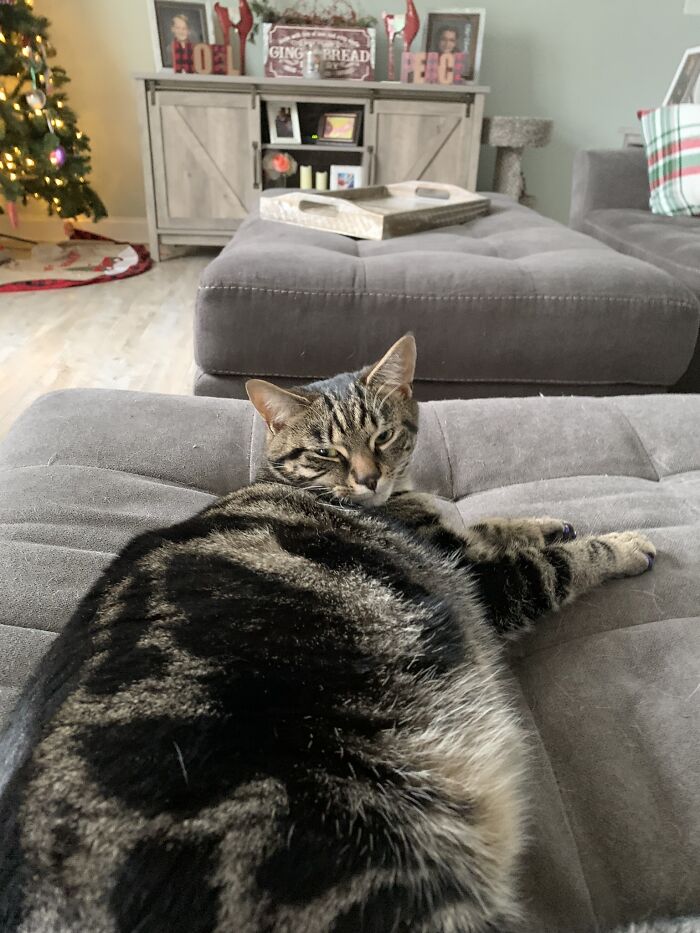 My Cat, Mitten (He Has Extra Toes But Has A Very Kind Family)