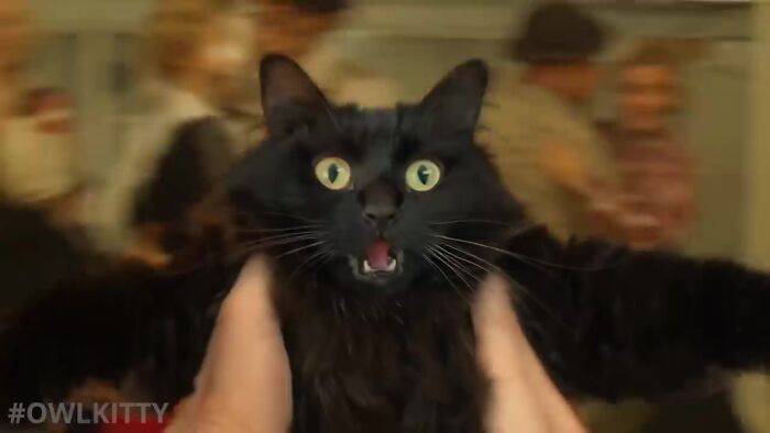 This Guy Improved "Titanic" By Editing His Cat Into It And The Result Is Hilarious This Guy Improved "Titanic" By Editing His Cat Into It And The Result Is Hilarious