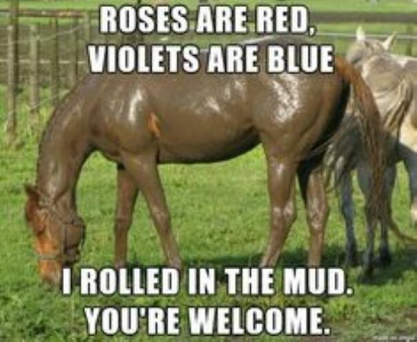 9 Horse Memes That Prove Horse Memes Are The Best Memes