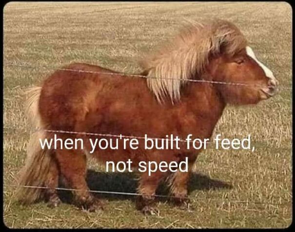 9 Horse Memes That Prove Horse Memes Are The Best Memes