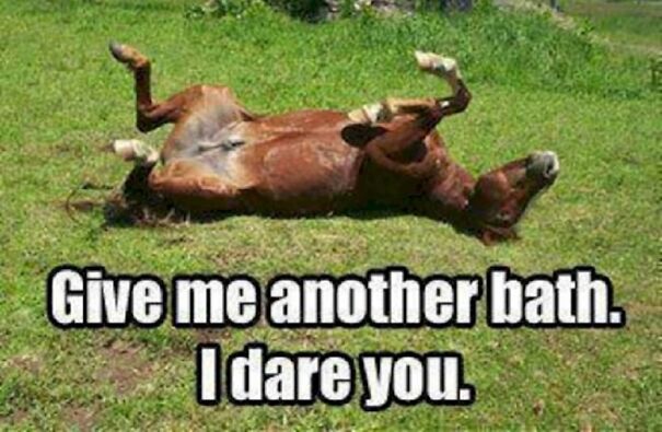 9 Horse Memes That Prove Horse Memes Are The Best Memes