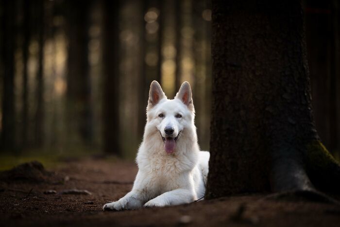 Throughout My Career As A Dog Photographer I’ve Met A Lot Of Wonderful ...