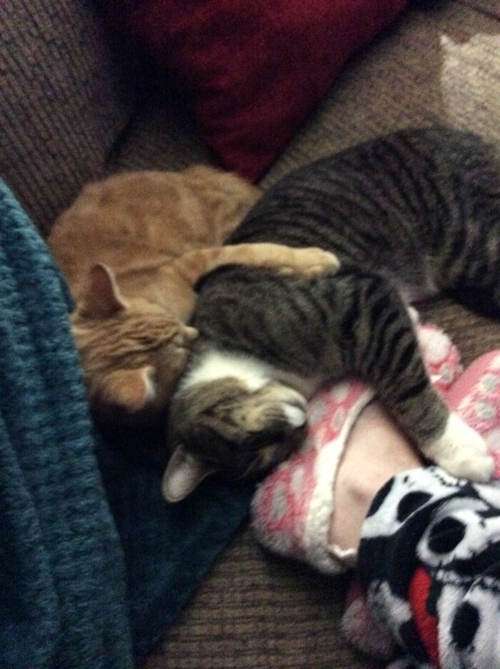 My Cats, Milo And Ollie, Snuggling Up To My Feet.