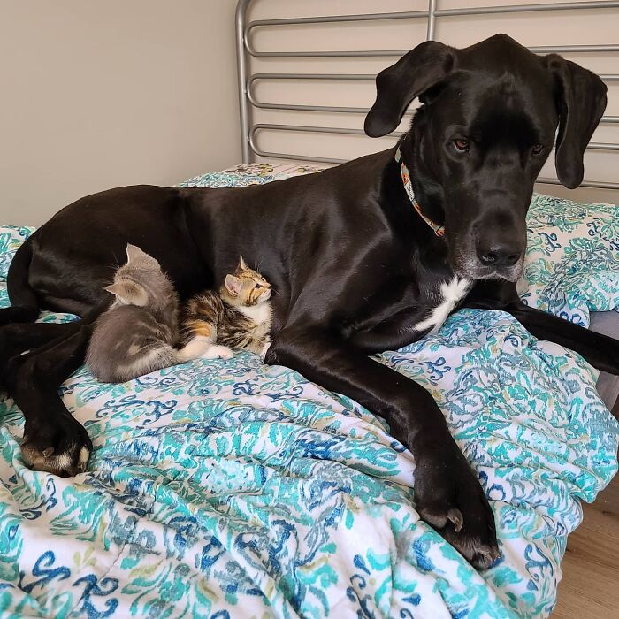 "Because Of Corbin's Size, Some People Find Him Scary": 150-Lb Great Dane Breaks Misconceptions By Being The Best Foster Dad To Kittens "Because Of Corbin's Size, Some People Find Him Scary": 150-Lb Great Dane Breaks Misconceptions By Being The Best Foster Dad To Kittens