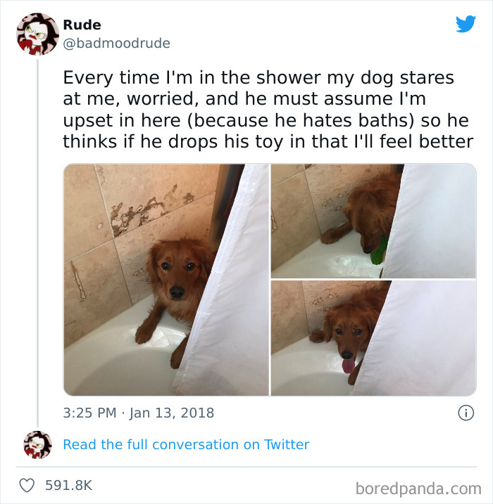 Wholesome Dog