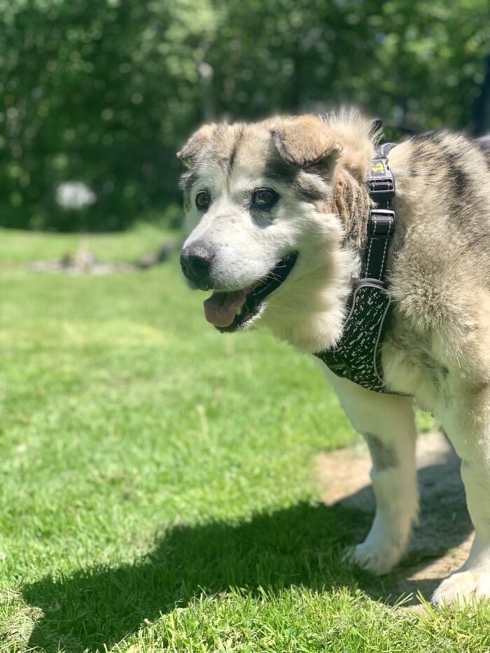 Man Adopts Abandoned Senior Husky And Sheds Light On Important Issues Man Adopts Abandoned Senior Husky And Sheds Light On Important Issues