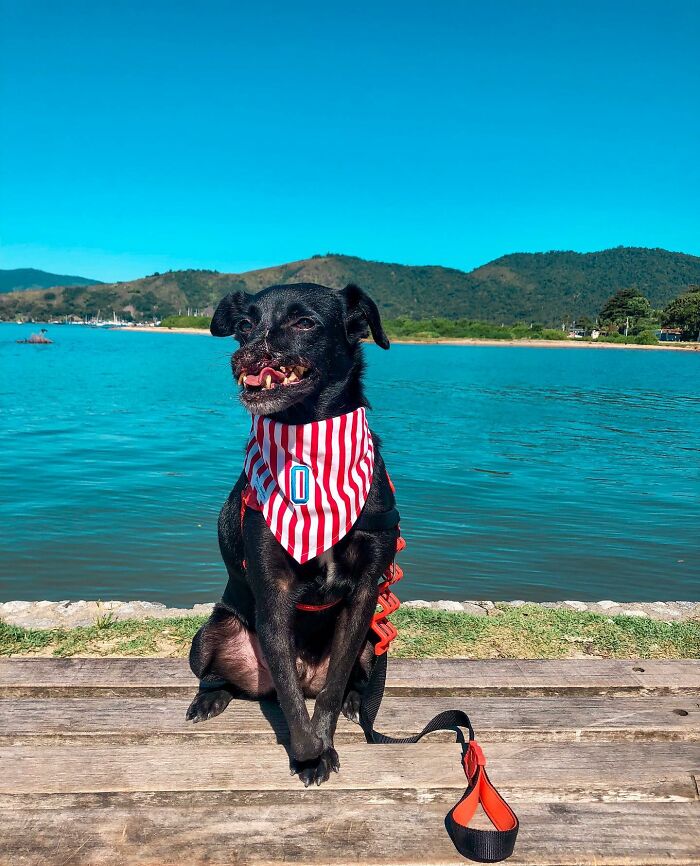 Meet Odin, The Dog Who Lost Part Of His Snout In An Accident And Still Found Kindness In His Owner Who Adopted Him After He Spent 3 Years In A Shelter Meet Odin, The Dog Who Lost Part Of His Snout In An Accident And Still Found Kindness In His Owner Who Adopted Him After He Spent 3 Years In A Shelter