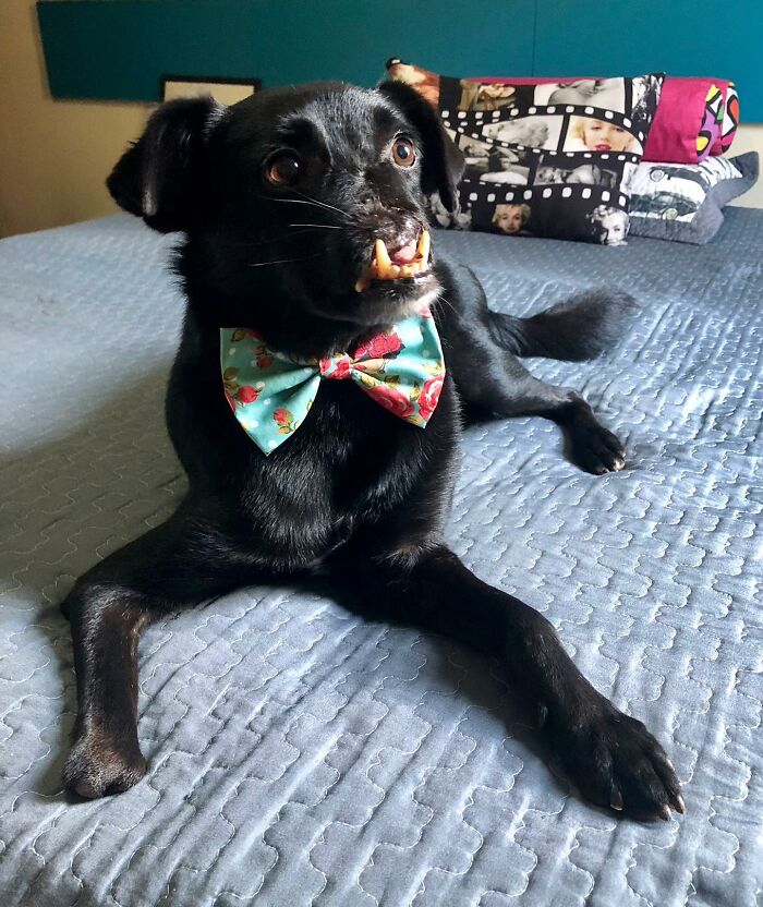 Meet Odin, The Dog Who Lost Part Of His Snout In An Accident And Still Found Kindness In His Owner Who Adopted Him After He Spent 3 Years In A Shelter Meet Odin, The Dog Who Lost Part Of His Snout In An Accident And Still Found Kindness In His Owner Who Adopted Him After He Spent 3 Years In A Shelter