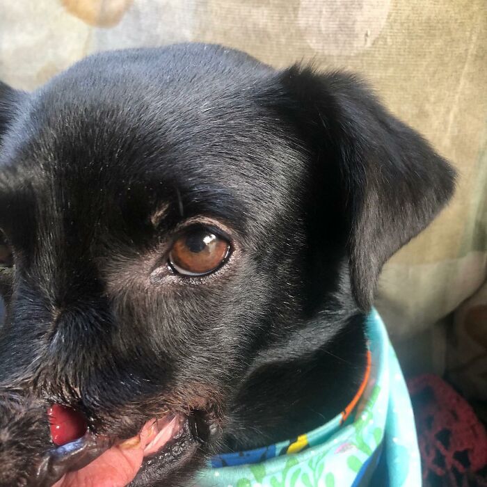 Meet Odin, The Dog Who Lost Part Of His Snout In An Accident And Still Found Kindness In His Owner Who Adopted Him After He Spent 3 Years In A Shelter Meet Odin, The Dog Who Lost Part Of His Snout In An Accident And Still Found Kindness In His Owner Who Adopted Him After He Spent 3 Years In A Shelter