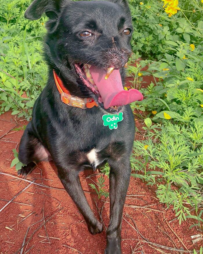 Meet Odin, The Dog Who Lost Part Of His Snout In An Accident And Still Found Kindness In His Owner Who Adopted Him After He Spent 3 Years In A Shelter Meet Odin, The Dog Who Lost Part Of His Snout In An Accident And Still Found Kindness In His Owner Who Adopted Him After He Spent 3 Years In A Shelter