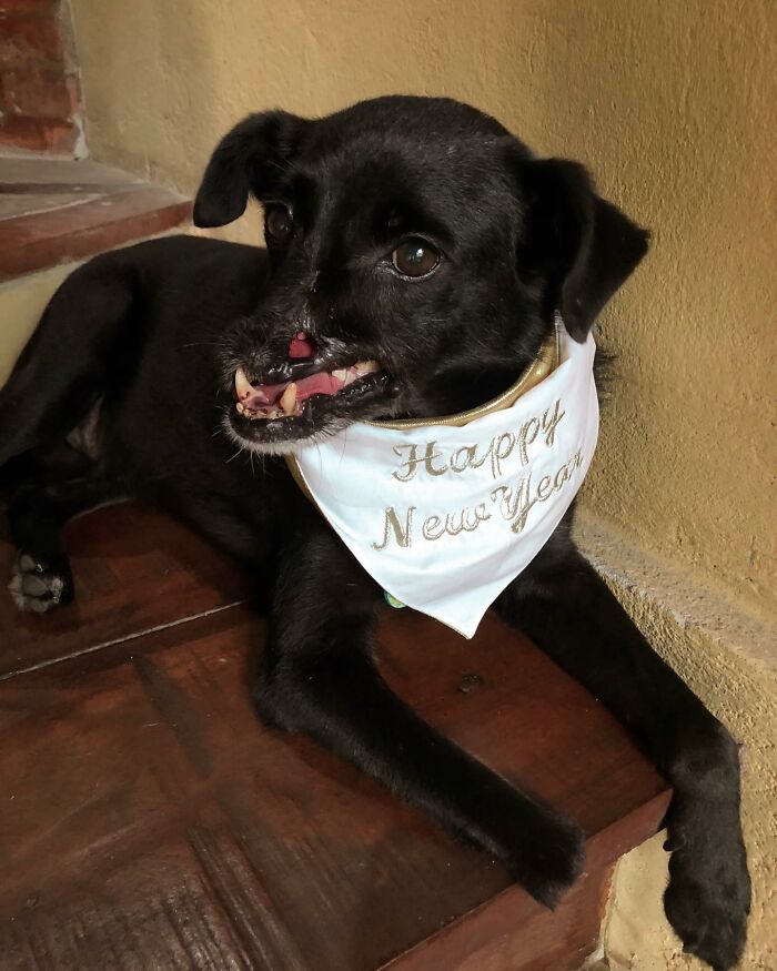 Meet Odin, The Dog Who Lost Part Of His Snout In An Accident And Still Found Kindness In His Owner Who Adopted Him After He Spent 3 Years In A Shelter Meet Odin, The Dog Who Lost Part Of His Snout In An Accident And Still Found Kindness In His Owner Who Adopted Him After He Spent 3 Years In A Shelter