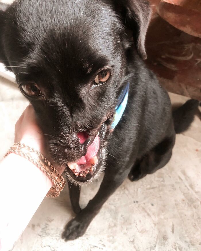 Meet Odin, The Dog Who Lost Part Of His Snout In An Accident And Still Found Kindness In His Owner Who Adopted Him After He Spent 3 Years In A Shelter Meet Odin, The Dog Who Lost Part Of His Snout In An Accident And Still Found Kindness In His Owner Who Adopted Him After He Spent 3 Years In A Shelter