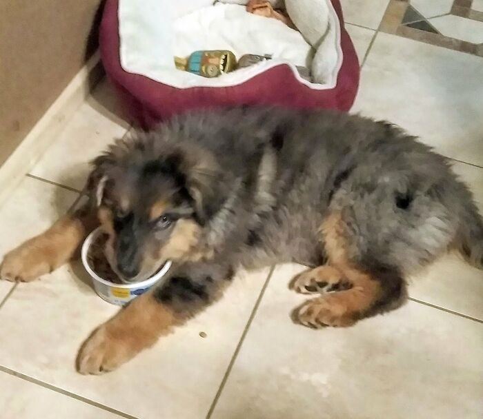 This Australian Shepherd Came Into My Home And Never Left (10 Pics) This Australian Shepherd Came Into My Home And Never Left (10 Pics)