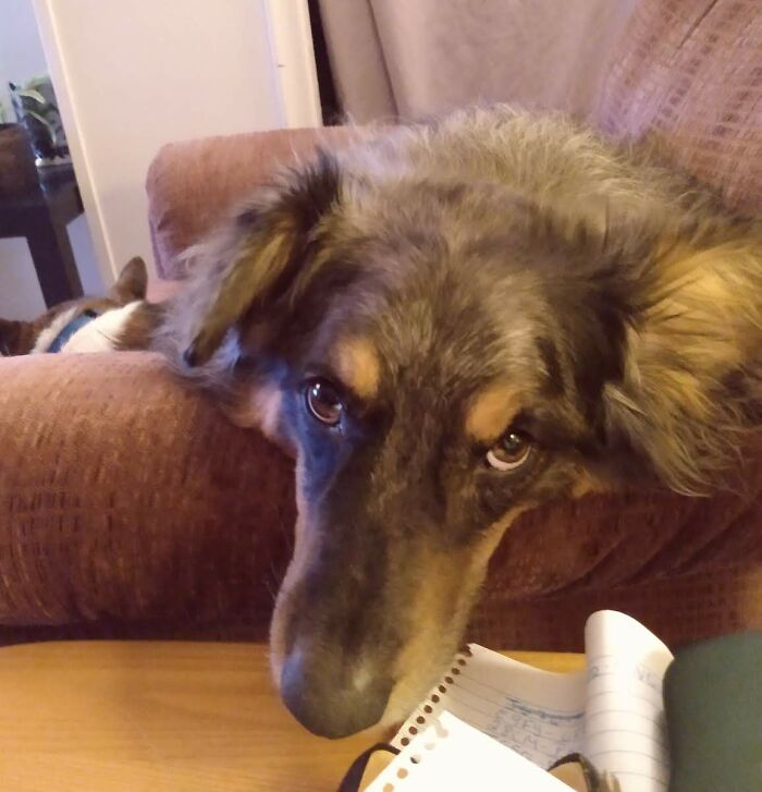 This Australian Shepherd Came Into My Home And Never Left (10 Pics) This Australian Shepherd Came Into My Home And Never Left (10 Pics)