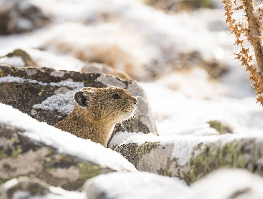 An American Pika Making Sure The Coast Is Clear From The Entrace Of Her Winter Den