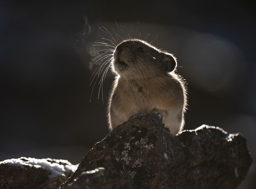 A Pika Exhales On An Especially Frigid Morning At 13,000 Ft