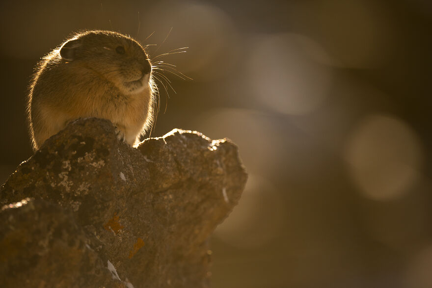 Golden Hour At 12,500 Ft - Something All Creatures Enjoy!