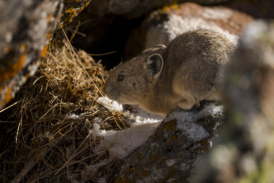 Inside Of A Pika Den, This Friend Has A Quick Snack!