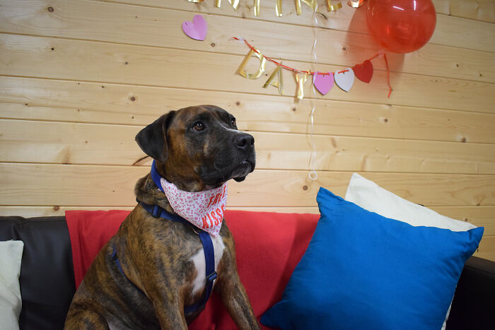 Stray Dog Named Luke Can’t Find A Home Because He’s Too Shy, Shelter Throws An Adoption Party, No One Shows Up Stray Dog Named Luke Can’t Find A Home Because He’s Too Shy, Shelter Throws An Adoption Party, No One Shows Up