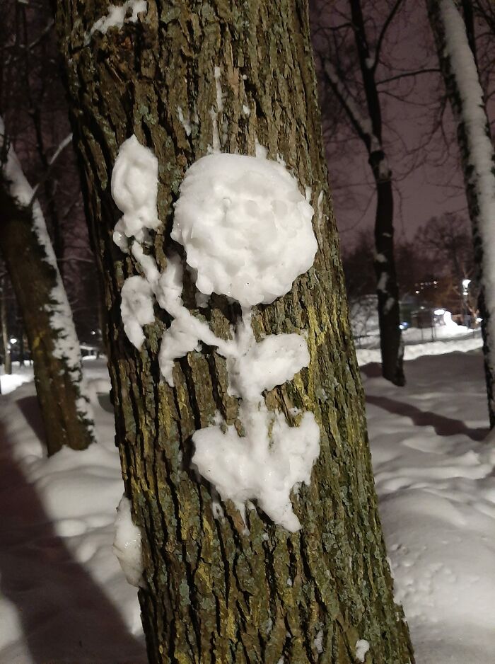 Artist Makes Incredible Snow Sculptures On Tree Trunks