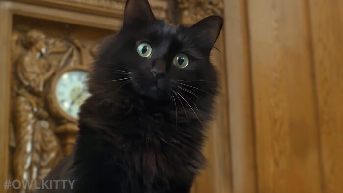 This Guy Improved "Titanic" By Editing His Cat Into It And The Result Is Hilarious This Guy Improved "Titanic" By Editing His Cat Into It And The Result Is Hilarious