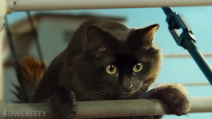 This Guy Improved "Titanic" By Editing His Cat Into It And The Result Is Hilarious This Guy Improved "Titanic" By Editing His Cat Into It And The Result Is Hilarious