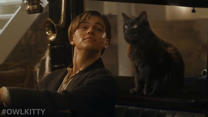 This Guy Improved "Titanic" By Editing His Cat Into It And The Result Is Hilarious This Guy Improved "Titanic" By Editing His Cat Into It And The Result Is Hilarious