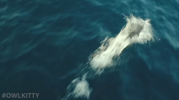 This Guy Improved "Titanic" By Editing His Cat Into It And The Result Is Hilarious This Guy Improved "Titanic" By Editing His Cat Into It And The Result Is Hilarious