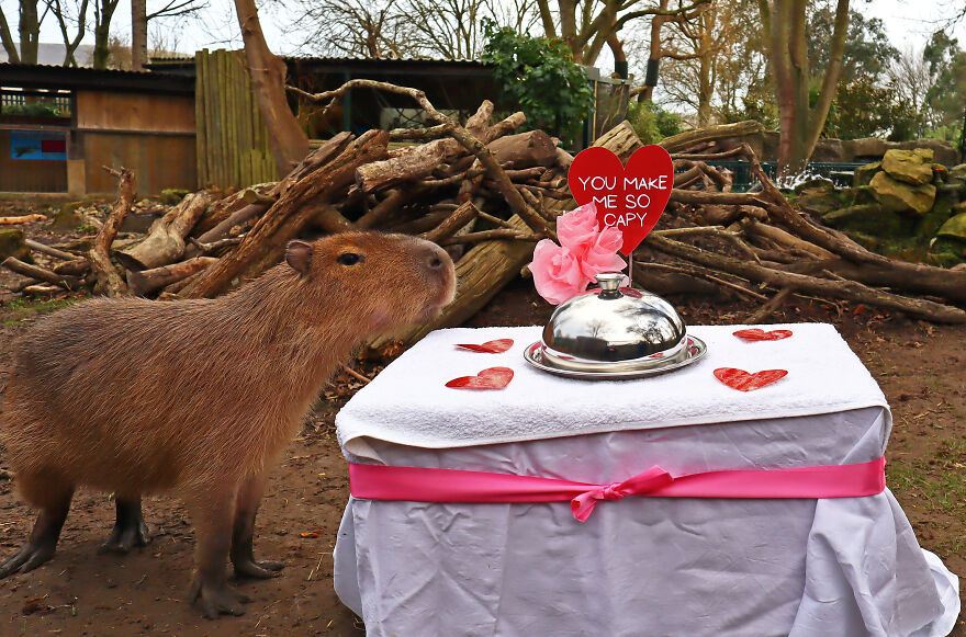 These Capybaras Were Treated To A Romantic Meal For A Capy Valentine's Day These Capybaras Were Treated To A Romantic Meal For A Capy Valentine's Day