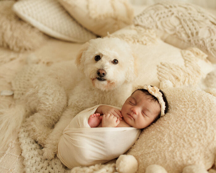 I Photograph Families And Their Dogs