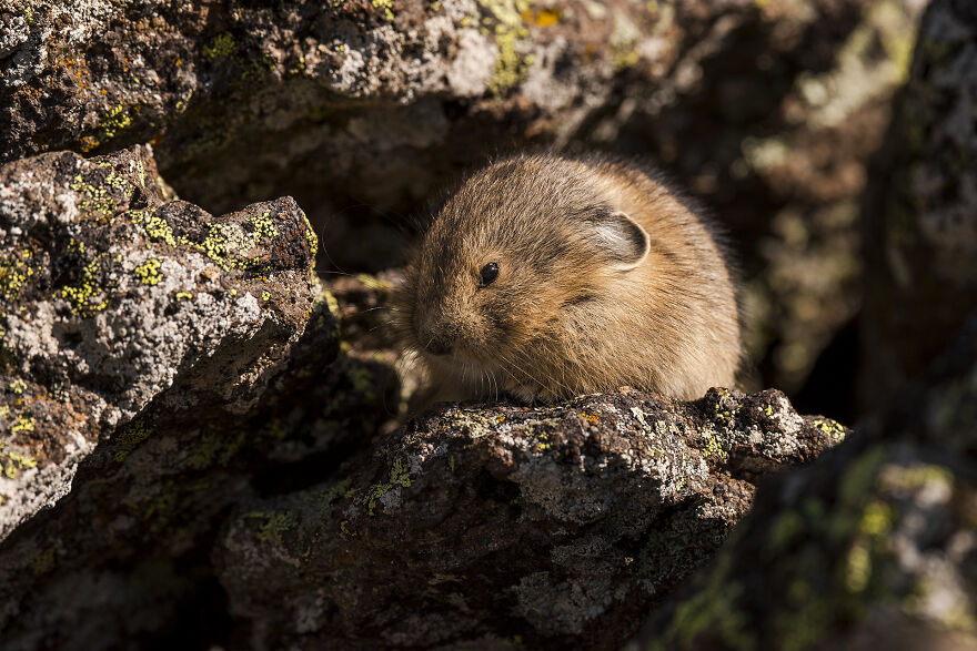 A Baby Pika Taking A Much Needed Snooze Under The Talus - It's Hard Work Being So New!