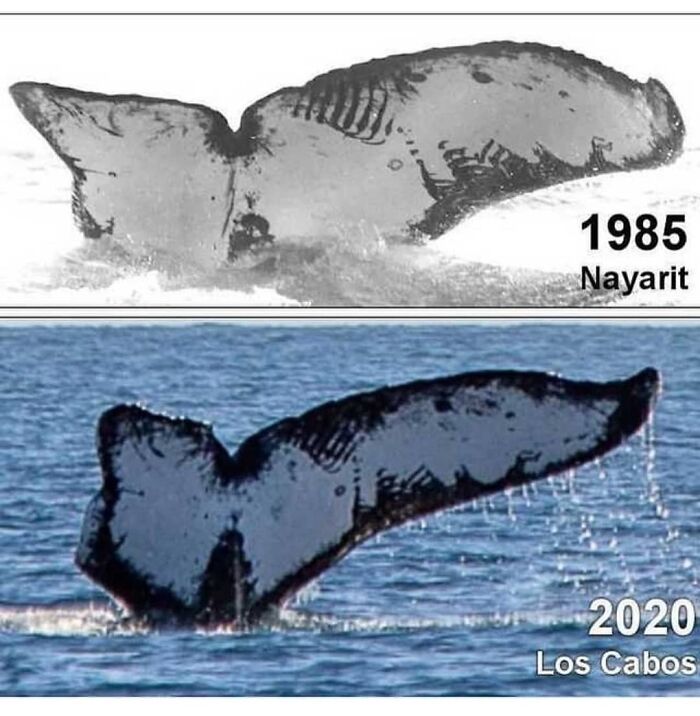 Same Injured Whale Photographed After 35 Years Apart. Amazing. Whale Was Attacked By A Killer Shark