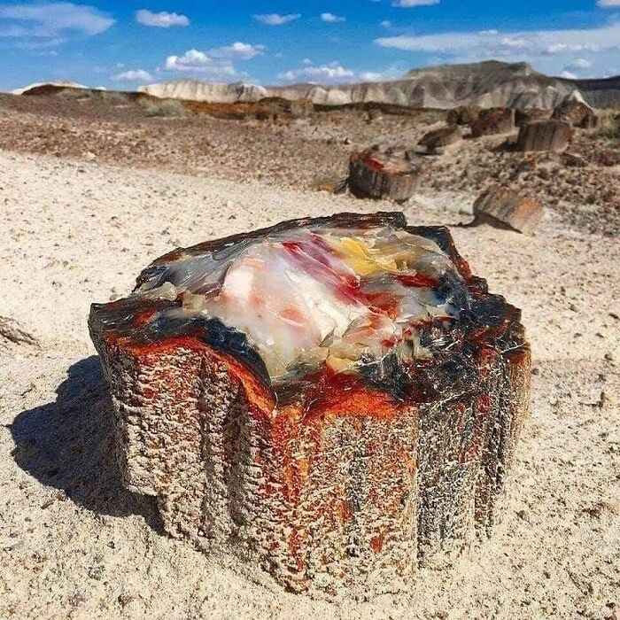 Este tronco de árbol de ópalo petrificado data de hace 225 millones de años y está localizado en Arizona