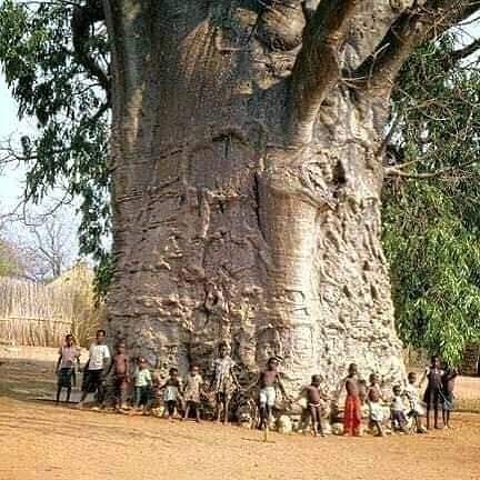 1500 Year Old Tree, Located In South Africa. The Oldest Living Thing On Earth