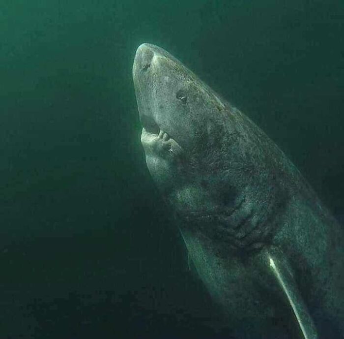 Este es un tiburón de Groenlandia de 392 años que fue descubierto recientemente en el océano Ártico. ¡Ha estado vagando por el océano desde principios del siglo XVII!