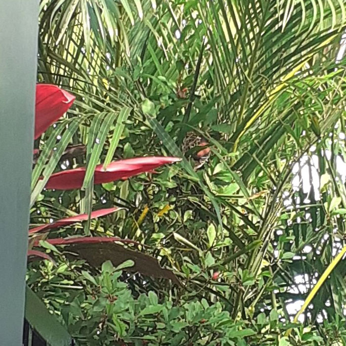 Hey Pandas, Post Bird Pictures That You Took (Closed)