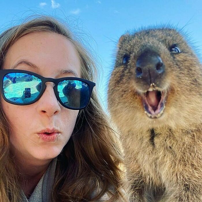 After Telling My Friend Jen It’s Extremely Hard To Take A Picture With A Quokka, This Little One Proved Me Wrong