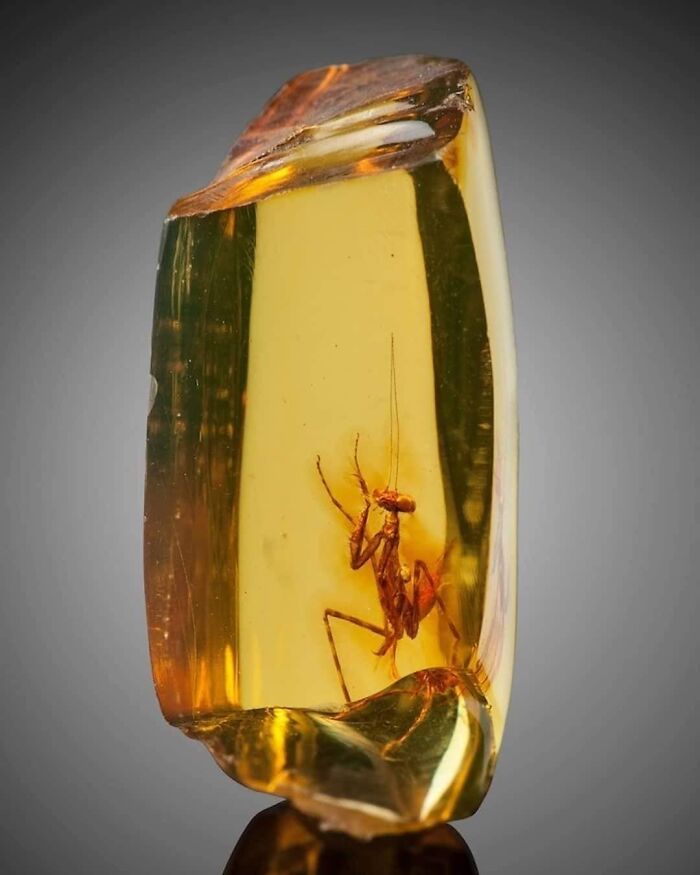 30 Million-Year-Old Praying Mantis Is Preserved In Pristine Piece Of Amber. Please Also Follow The Most Awesome History Page @history_and_stories Need Your Support. Embedded Within A Clear Piece Of Amber, A Small Praying Mantis Sits At Attention, Frozen Forever In Time. The Piece, Which Measures Just Slightly Over One Inch Tall, Was Sold Via Heritage Auctions For $6,000 In 2016