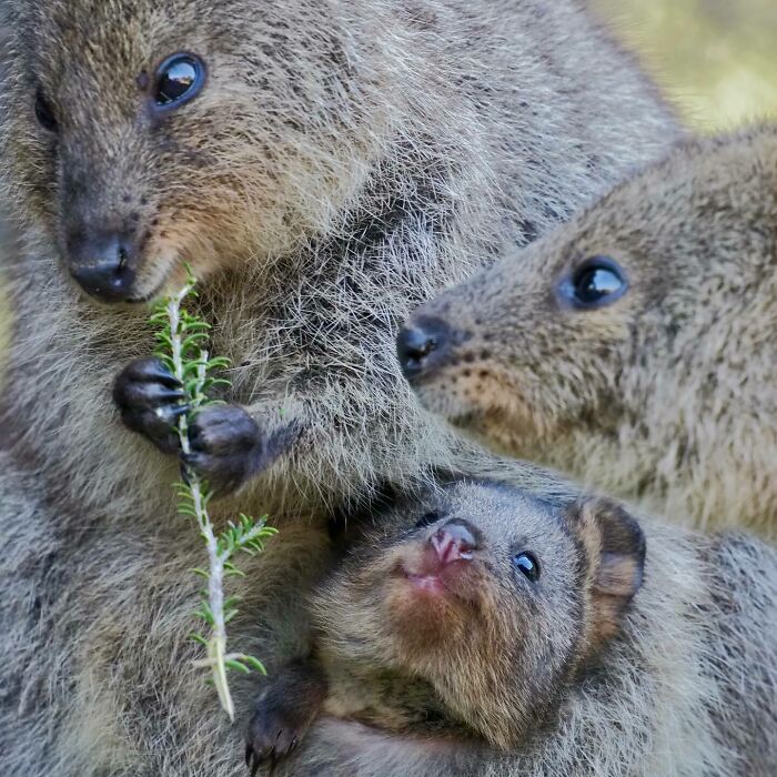 This Is The Cutest Little Quokka Family!