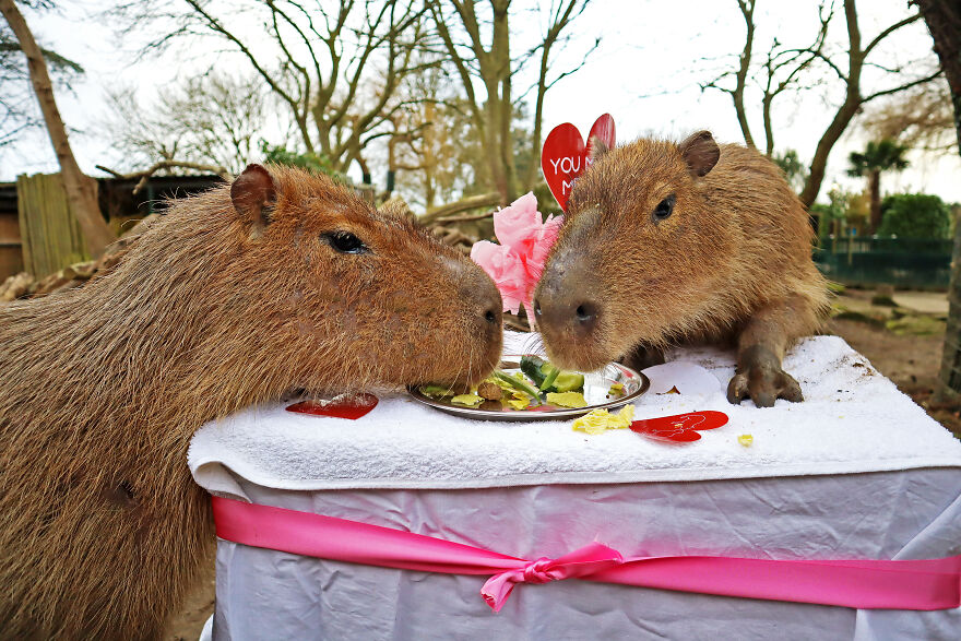 These Capybaras Were Treated To A Romantic Meal For A Capy Valentine's Day These Capybaras Were Treated To A Romantic Meal For A Capy Valentine's Day
