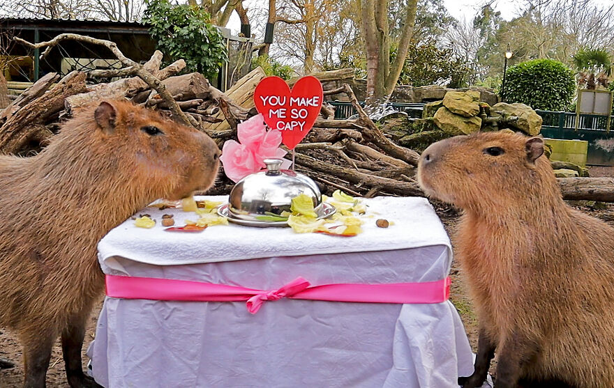 These Capybaras Were Treated To A Romantic Meal For A Capy Valentine's Day These Capybaras Were Treated To A Romantic Meal For A Capy Valentine's Day