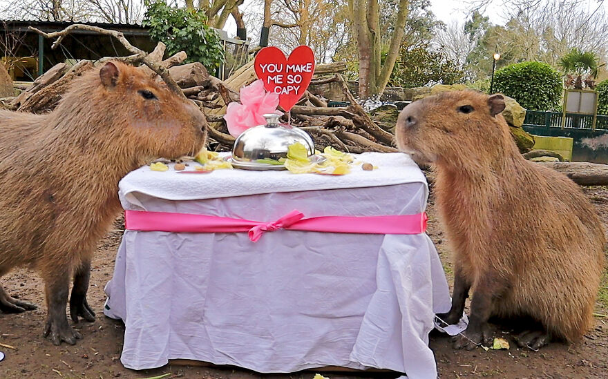These Capybaras Were Treated To A Romantic Meal For A Capy Valentine's Day These Capybaras Were Treated To A Romantic Meal For A Capy Valentine's Day
