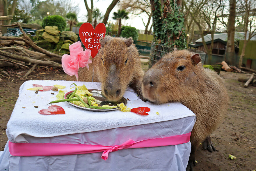 These Capybaras Were Treated To A Romantic Meal For A Capy Valentine's Day These Capybaras Were Treated To A Romantic Meal For A Capy Valentine's Day