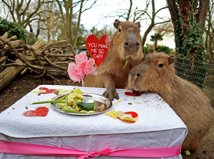 These Capybaras Were Treated To A Romantic Meal For A Capy Valentine's Day These Capybaras Were Treated To A Romantic Meal For A Capy Valentine's Day