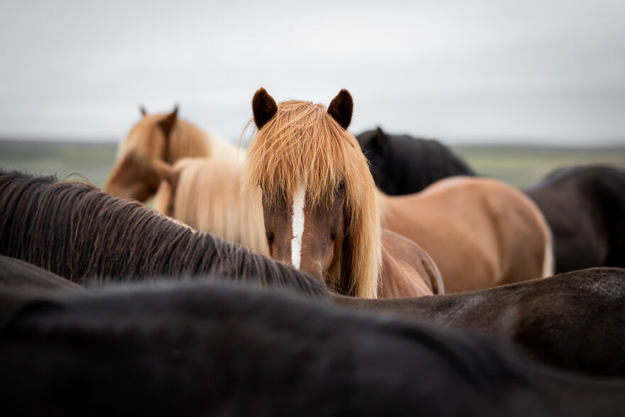 I Took Photos Of Icelandic Horses (6 Pics)