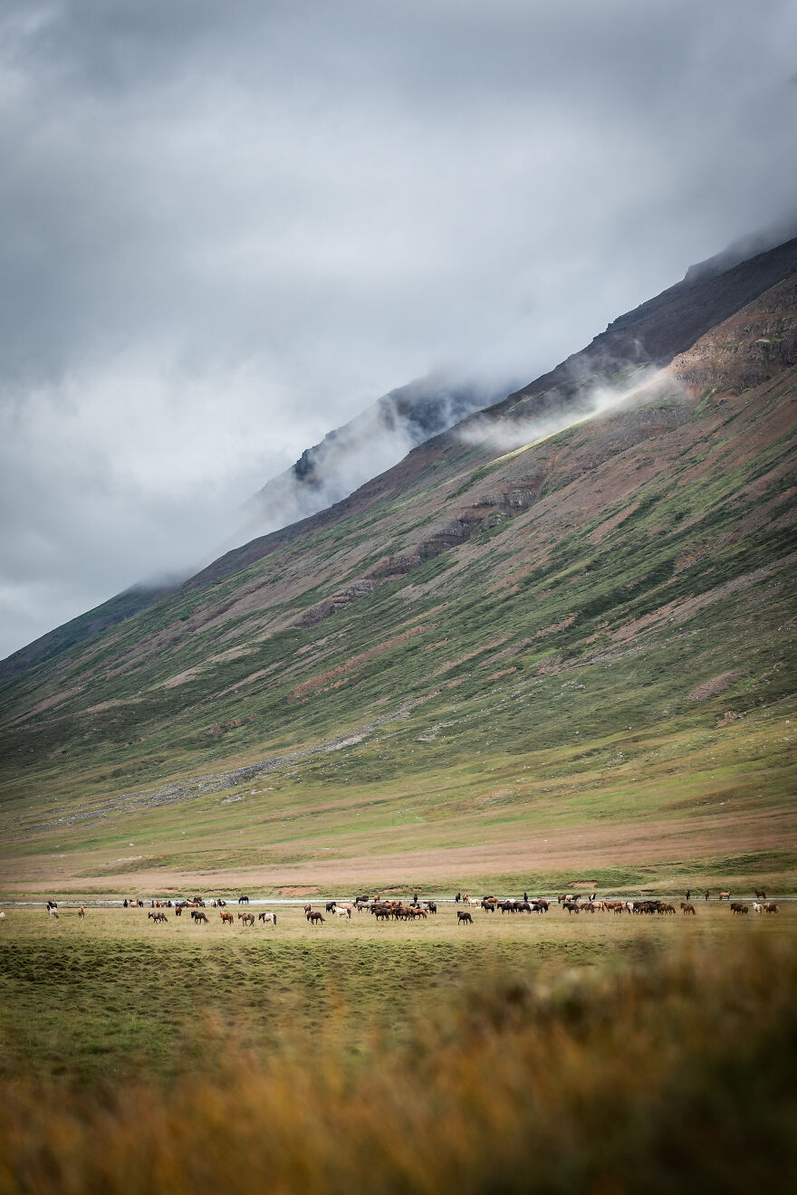 I Took Photos Of Icelandic Horses (6 Pics)