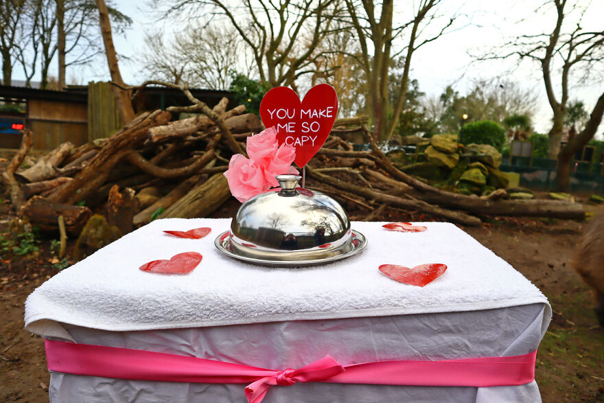 These Capybaras Were Treated To A Romantic Meal For A Capy Valentine's Day