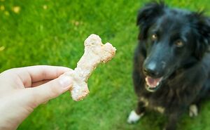 Hey Pandas, Offer Your Dog A Treat And Take A Picture Of Their Reaction