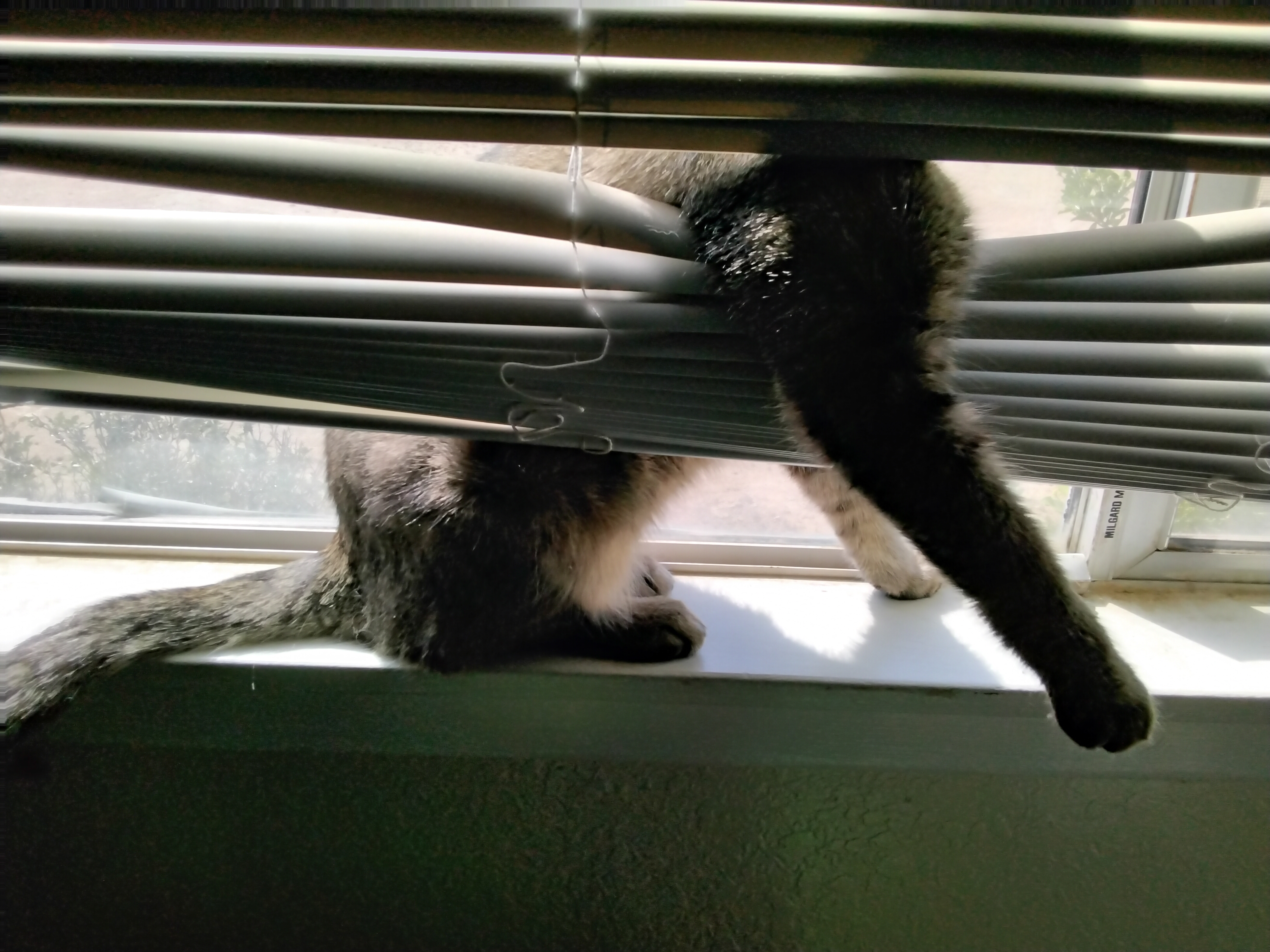 Hey Pandas, Post The Most Funniest Picture Of Your Pet!